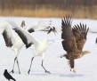 thumb_700_750_6th_place_Wu_Chung_Han_Digiscoping_White_tailed_Sea_Eagle[17]